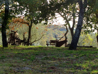 Fototapeta na wymiar Old agricultural tools in the trees, in autumn, Tuscany, Italy