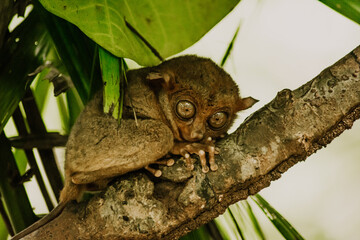 Tarsier monkey in natural environment in the Philippines holding on to a branch