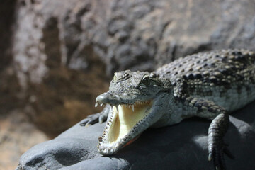 wild crocodile animal background