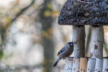 Besucher am Vogelhaus