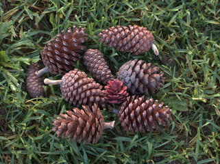 Fruits of the pine tree, the pine cones. Used in Christmas as decoration and also to light the fire of the firewood