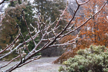 snow covered branches of tree