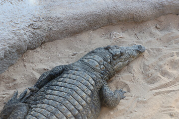 wild crocodile animal background