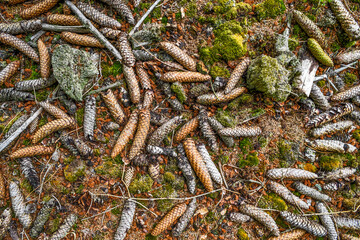 The texture of the cones on the ground in the forest.