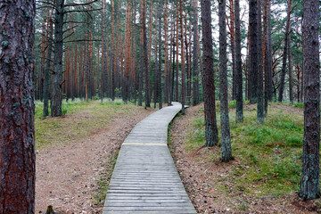 Wooden hiking trail in a pine forest. Natural park in the seaside region of Latvia.