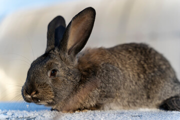 grey rabbit in the snow in winter