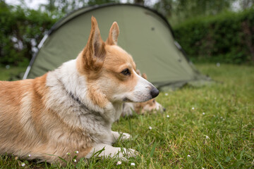 Welsh Corgi Pembroke dogs guard the camping tent