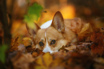 The Welsh Corgi Pembroke dog is lying in the leaves in a beautiful autumn scenery
