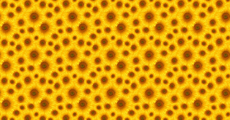Pattern from yellow sunflower flowers.  Floral pattern.