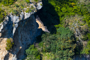 Griffon vulture (Gyps fulvus), Foz de Lumbier, Salazar river, Navarra, Spain, Europe