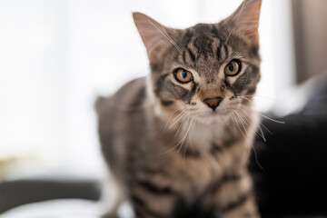 A simple cat at home sofa