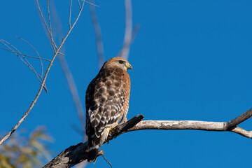Red-shouldered Hawk looking off to the side