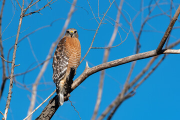 Red-shouldered Hawk staring over its shoulder at the camera