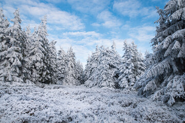 Obraz premium Beautiful winter mountain landscape middle of the forest. Trees covered by snow in the sunshine.