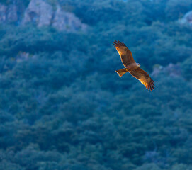 Black kite (Milvus migrans), Salazar river, Navarra, Spain, Europe