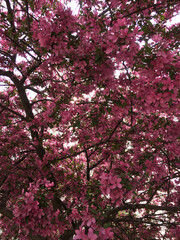 Fototapeta premium pink cherry blossom