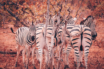 zebras and zebra