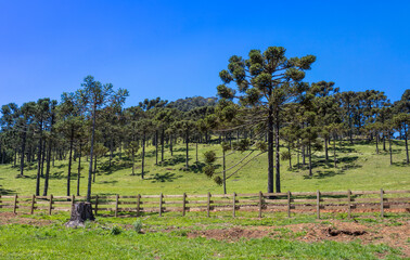 Fototapeta na wymiar Colina verde com floresta de pinheiro araucária
