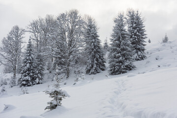 Winter in the Ukrainian Carpathians with beautiful frozen trees and snow