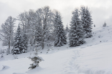 Fototapeta premium Winter in the Ukrainian Carpathians with beautiful frozen trees and snow