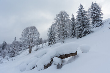 Winter in the Ukrainian Carpathians with beautiful frozen trees and snow