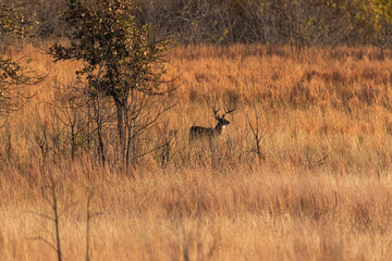 White-tailed Buck standing in a field full of tall grass
