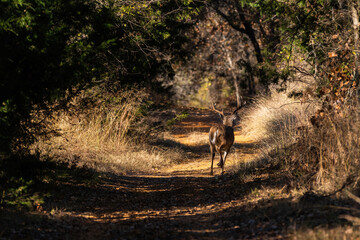 Large White-tailed Deer running down a path in some woods