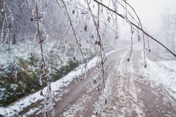 Detail of frozen hazelnut branches covered with ice. Cold winter weather. 