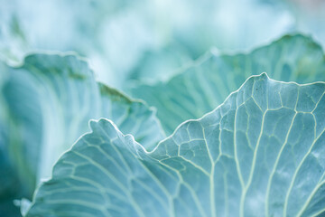 cabbage leaf closeup, delicate turquoise color