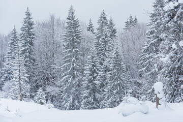 Winter in the Ukrainian Carpathians with beautiful frozen trees and snow