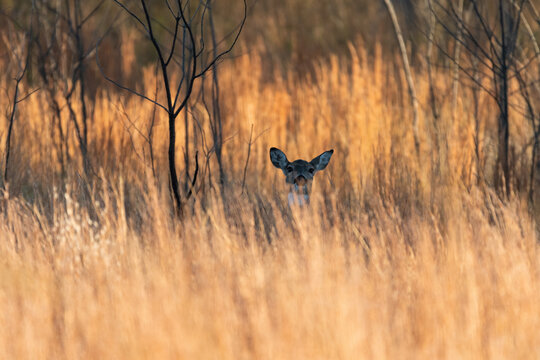 Female White-tailed Deer peeking up over tall grass in a field