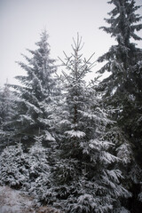 Beautiful winter mountain landscape middle of the forest. Trees covered by frozen snow. 