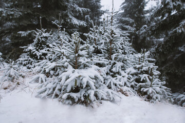 Beautiful winter mountain landscape middle of the forest. Trees covered by frozen snow. 