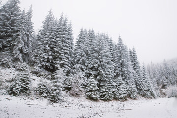 Beautiful winter mountain landscape middle of the forest. Trees covered by snow  in the sunshine.