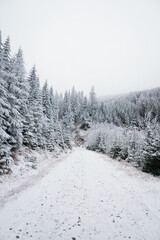 Beautiful winter mountain landscape middle of the forest. Trees covered by snow  in the sunshine.