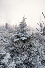 Beautiful winter mountain landscape middle of the forest. Trees covered by frozen snow. Foggy weather. 