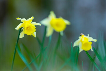 Narcissus pseudonarcissus (commonly known as wild daffodil or Lent lily), Beech forest, Urkiola Natural Park, Bizkaia, Basque Country, Spain, Europe