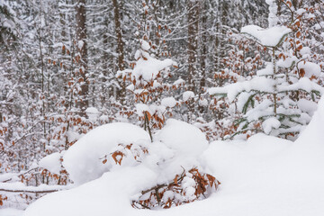 Winter in the Ukrainian Carpathians with beautiful frozen trees and snow