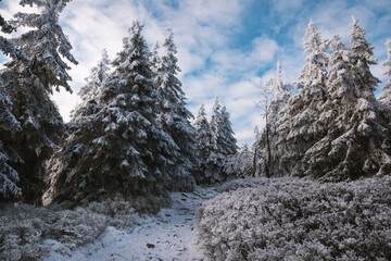 Beautiful winter mountain landscape middle of the forest. Trees covered by snow  in the sunshine.