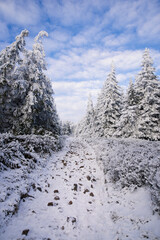 Beautiful winter mountain landscape middle of the forest. Trees covered by snow  in the sunshine.