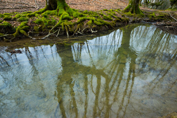 Beech forest, Otzarreta beech forest, Gorbeia Natural Park, Bizkaia, Basque Country, Spain, Europe