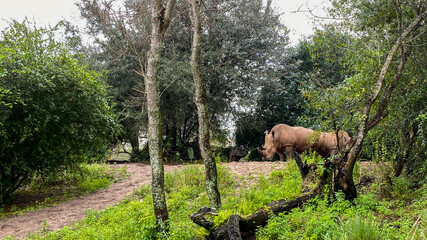 A herd or crash of White Rhinoceros eating along a safari ride