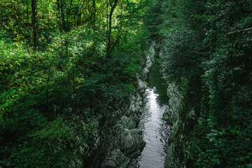 Canyon, mountain river flows between the White Rocks, subtropical forest landscape. Yew-boxwood grove, Sochi National Park