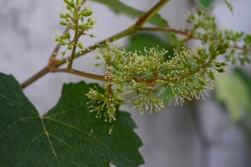 Green leaves