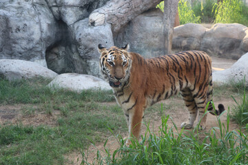 wild tiger animal wallpaper