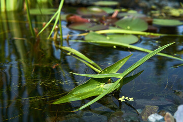 section of a small overgrown pond with arrowhead