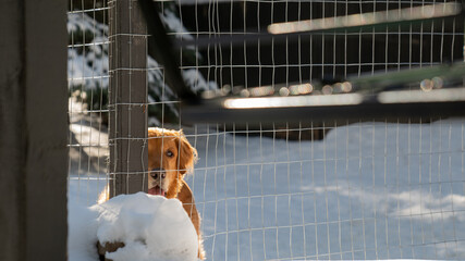 Happy Golden Retriever 