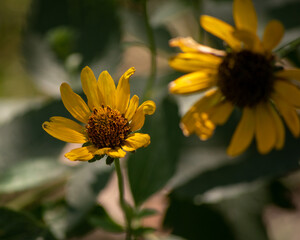 yellow flower in the garden