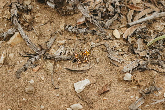 Selective focus shot of Behr's Metalmark (Apodemia virgulti) butterfly flying over debris