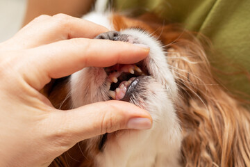 The hands of a veterinarian doctor at an animal hospital is checking the mouth of toothless dog, a...